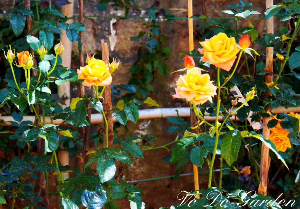 Read more about the article CHIẾN LƯỢC